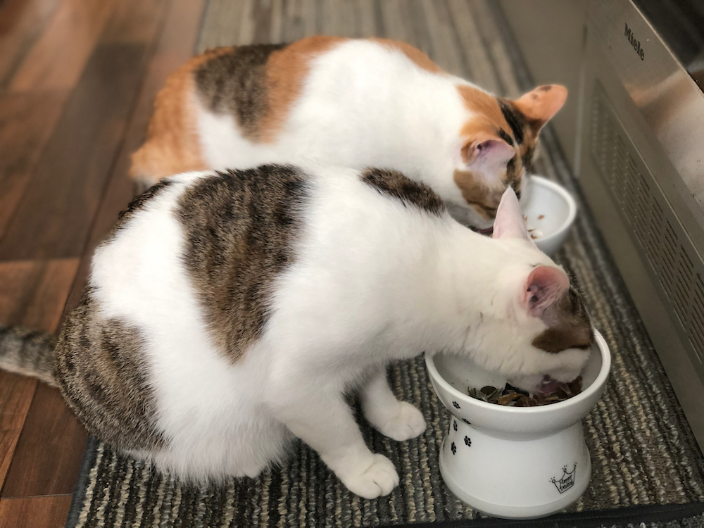 みっけとまう　猫がご飯を食べている画像
